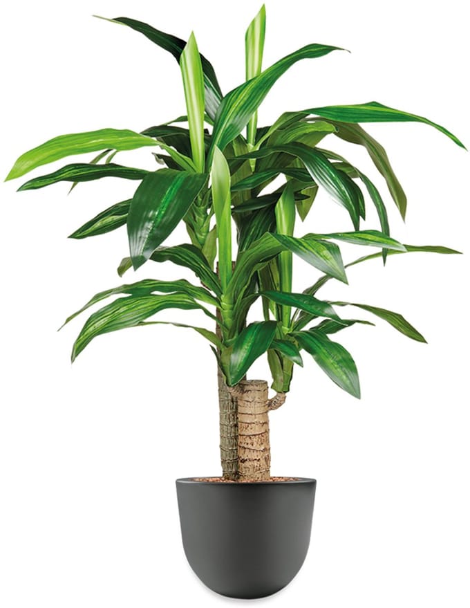 HTT - Kunstplant Dracaena Fragans in Eggy antraciet H100 cm