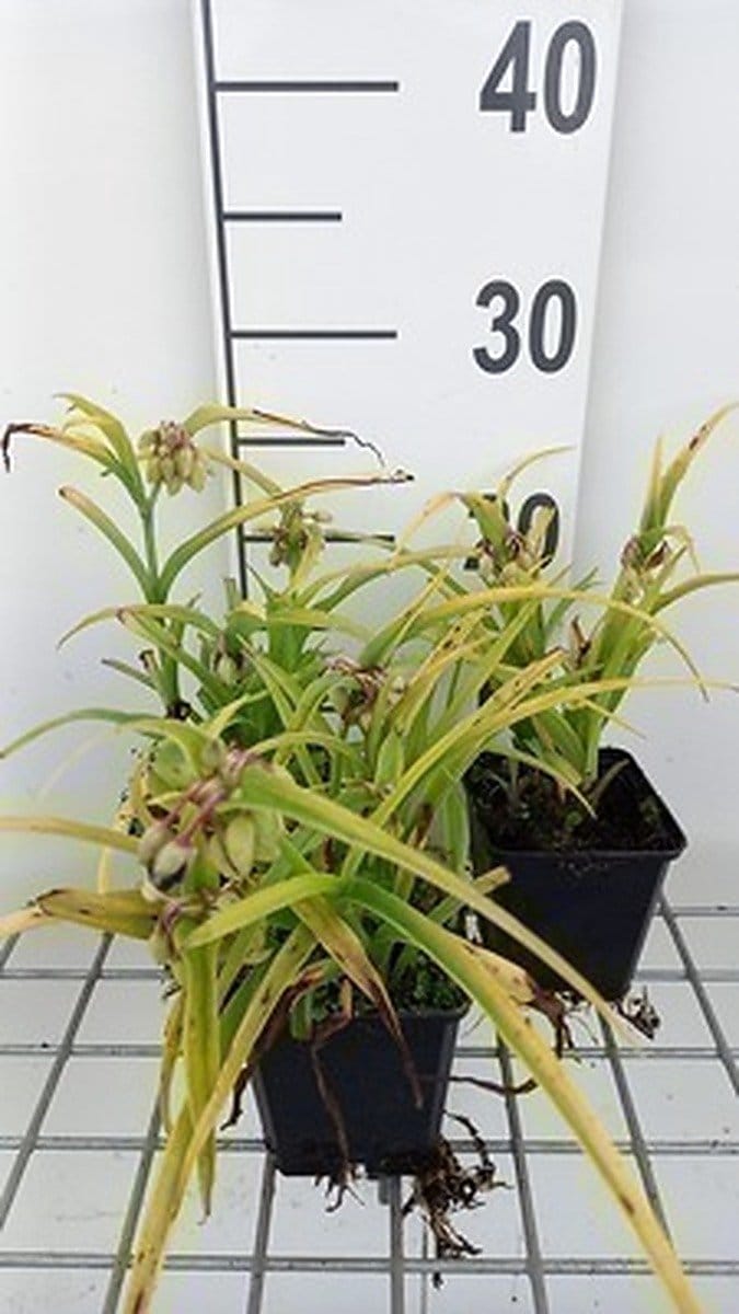 6x Eendagsbloem - Tradescantia (a) 'Sweet Kate' ( 'blue and gold') | 9x9 cm pot
