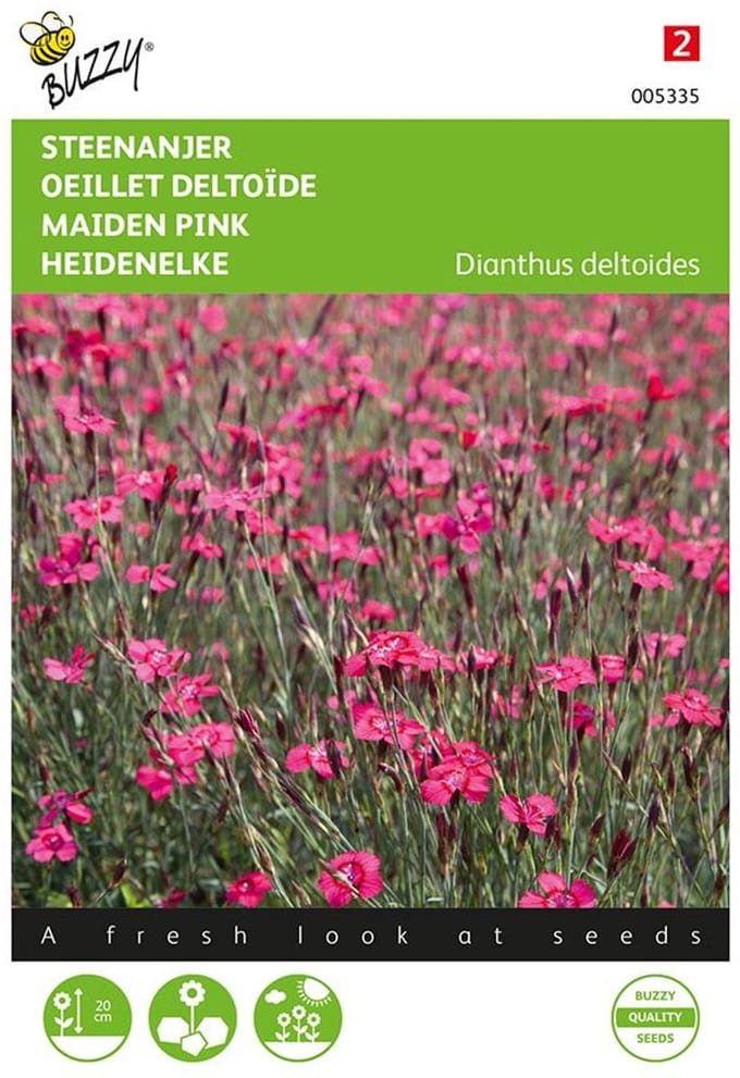 Steenanjer Brilliant (Dianthus deltoides)