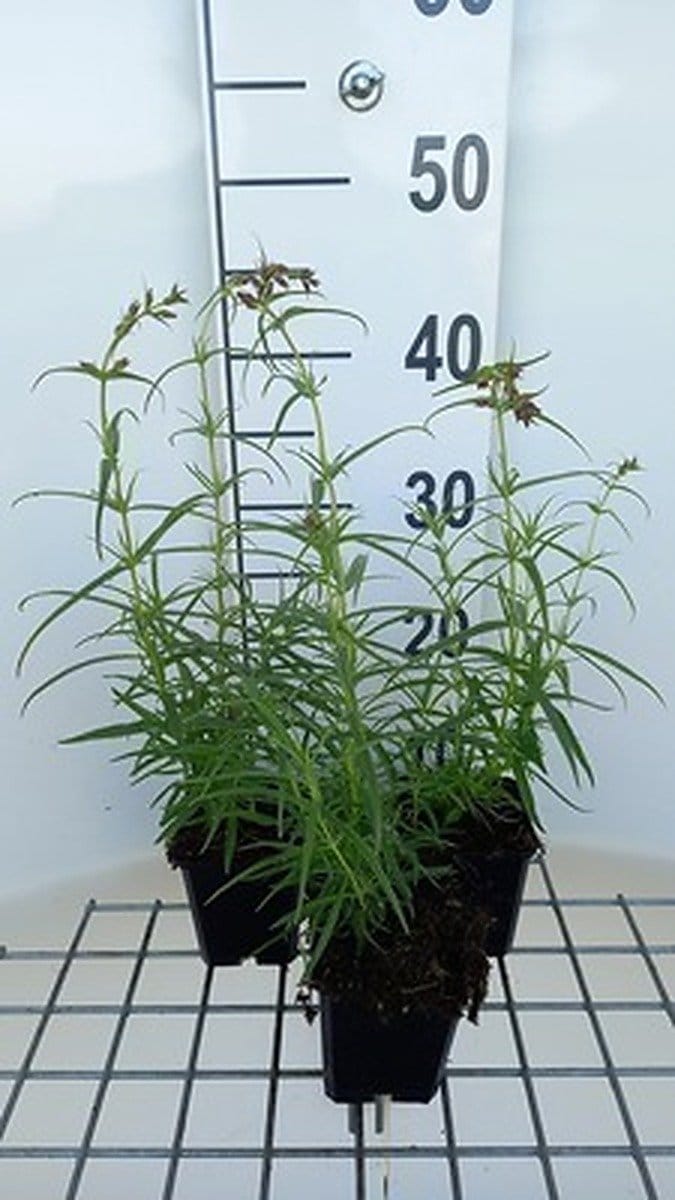6x Schildpadbloem - Penstemon hybr. 'Evelyn' | 9x9 cm pot