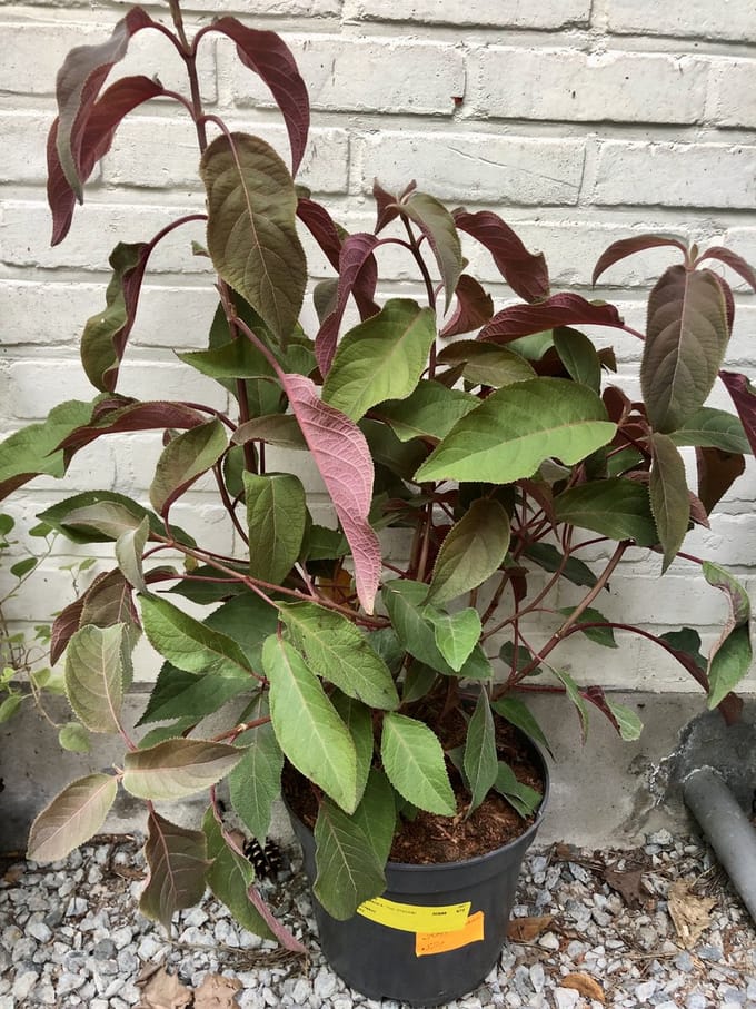 Hydrangea aspera 'Hot Chocolate' - Fluweelhortensia 25 - 30 cm in pot