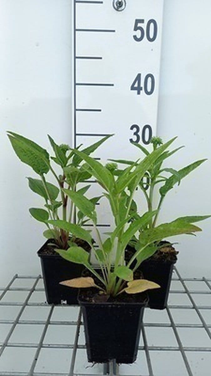 6x Zonnehoed - Echinacea purp. Lakota Red' | pot 9 x 9 cm