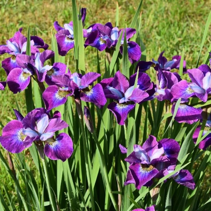 Iris Sibirica 'Currier' - Baardloze Iris - Wortelgoed - 5 stuks