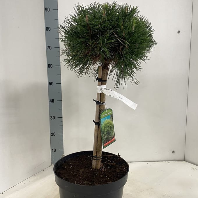Pinus mugo 'Varella' - Bergden | 40 cm pot