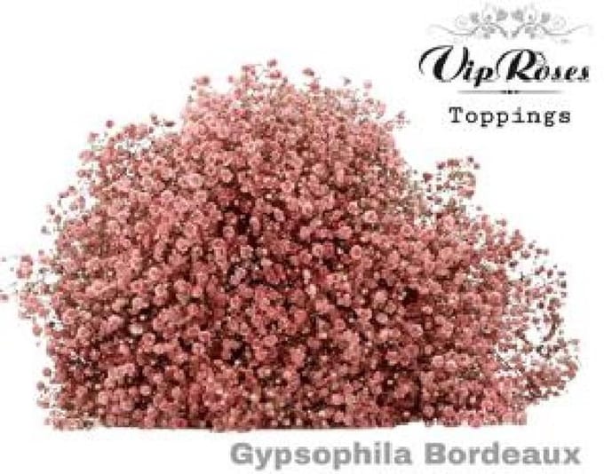 25x Gipskruid xlence bordeaux 80cm