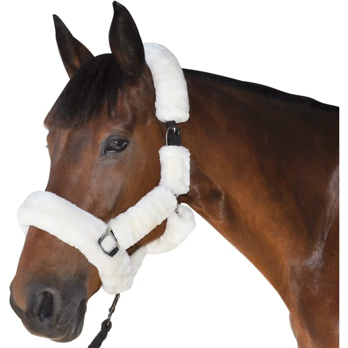 Paardenhalster Canter