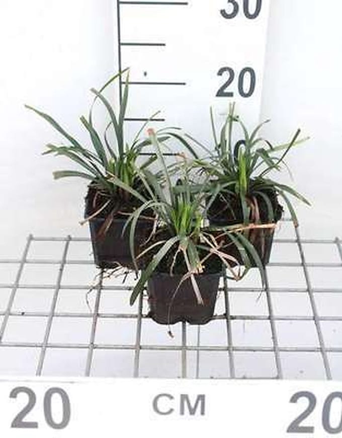 6x Leliegras - Liriope musc. 'Ingwersen' | 9x9 cm pot