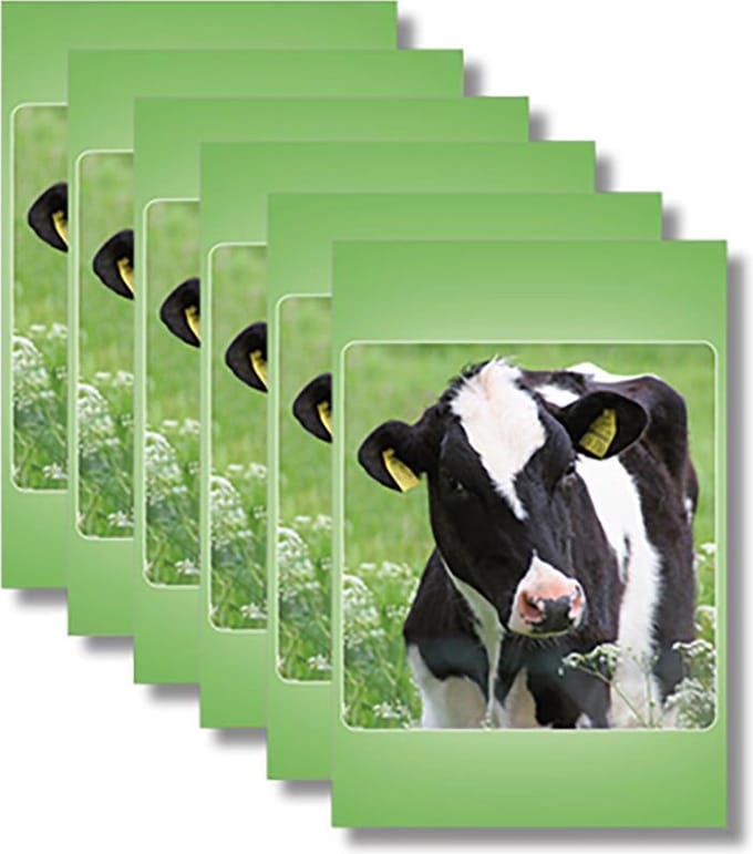6x dubbele wenskaart met envelop - Blanco - Dieren - 11,5 x 17 cm
