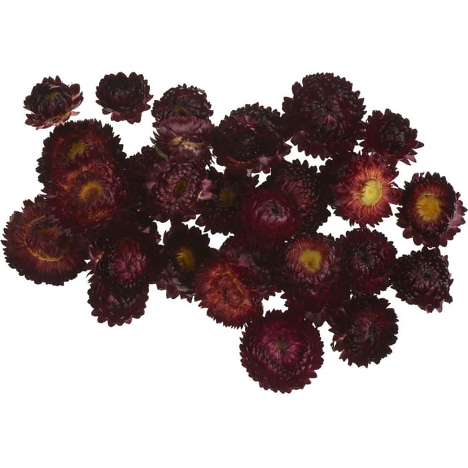 Strobloemhoofdjes - Rood