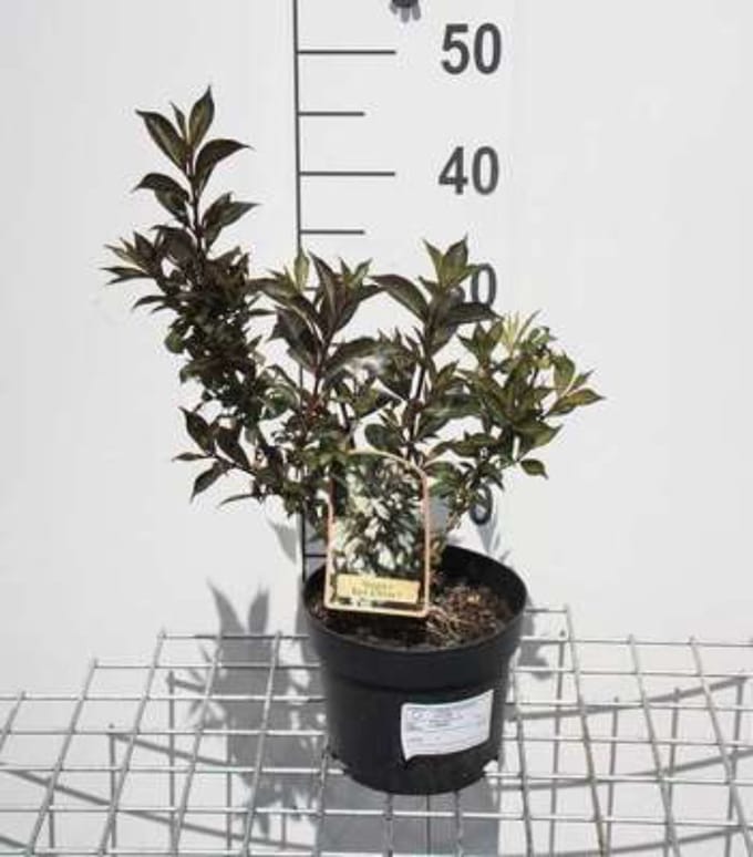 Weigela 'Black and White' - Weigelia 30 - 40 cm in pot
