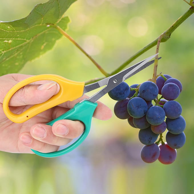 Sécateurs à lame courbe pour la taille de la vigne Acier inoxydable Ciseaux à bonsaï Ciseaux pour la cueillette des branches de fruits yellow
