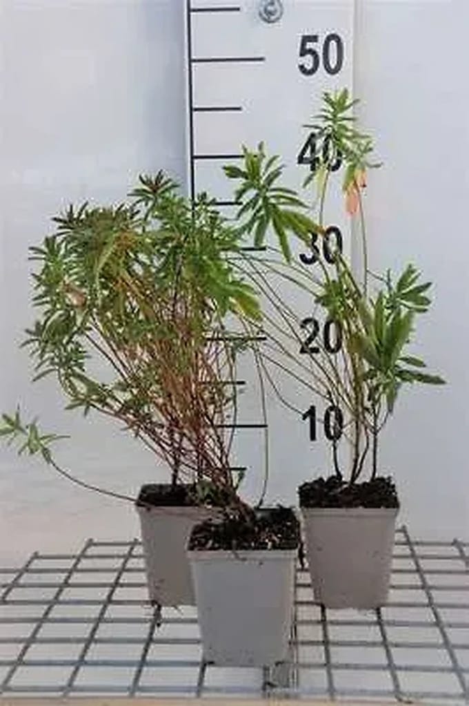 6x Wolfsmelk - Euphorbia polychroma | 9x9 cm pot
