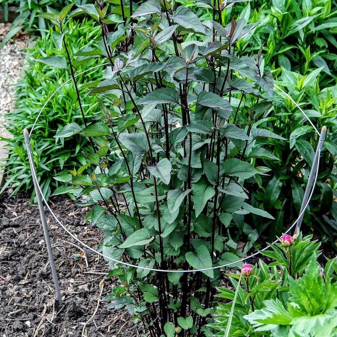 2 veelzijdige 3-in-1 plantensteunen | L 150 cm