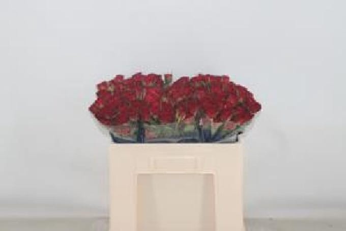 10x Rosa caradonna 50cm