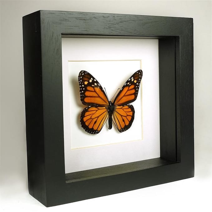 Opgezette vlinder in zwarte lijst 16x16 cm - Danaus plexippus