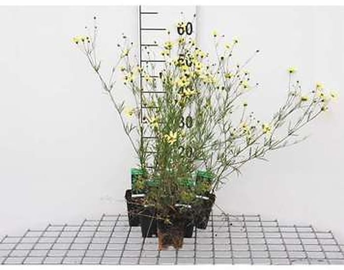 6x Meisjesogen - Coreopsis vert. 'Moonbeam' | 9x9 cm pot