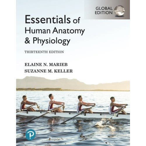 Essentials Of Human Anatomy & Physiology, Global Edition - Elaine Marieb