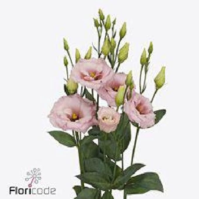10x Eust.lisanne light pink du 70cm