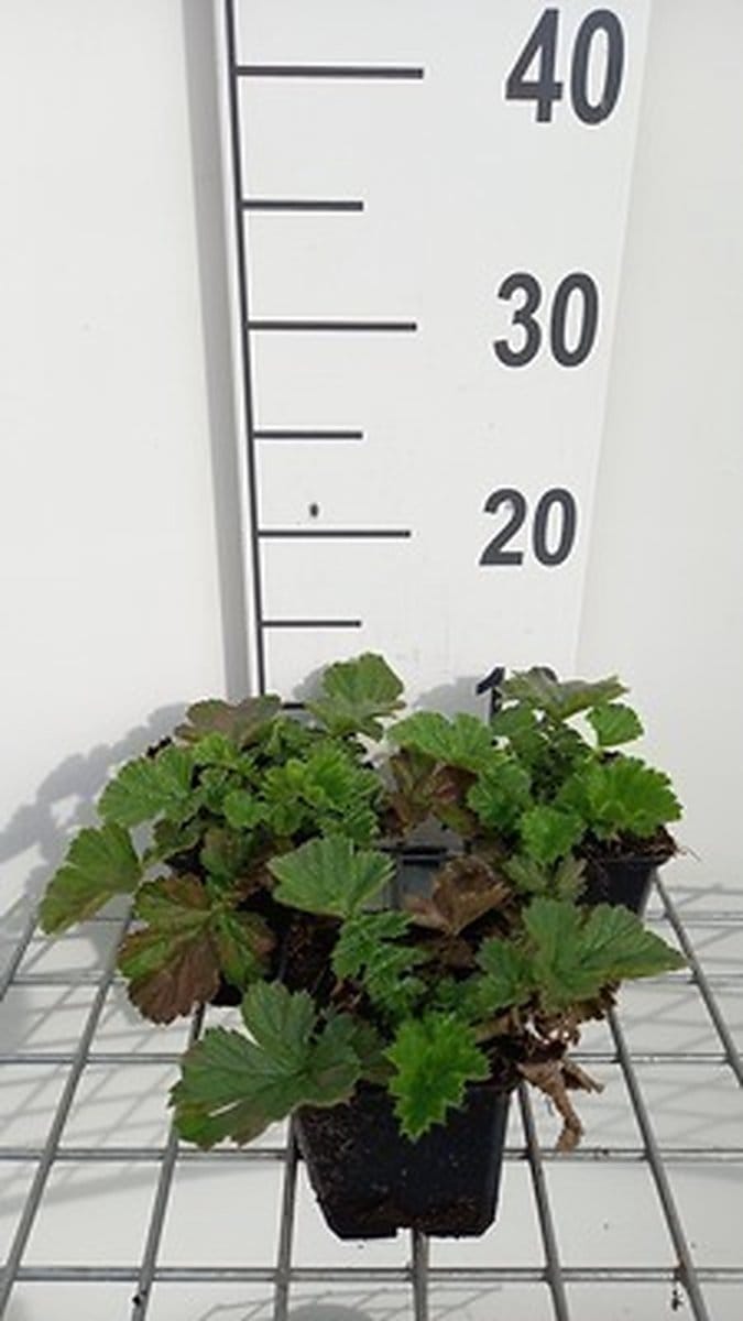 6x Nagelkruid - Geum hybr. 'Totally Tangerine' | 9x9 cm pot