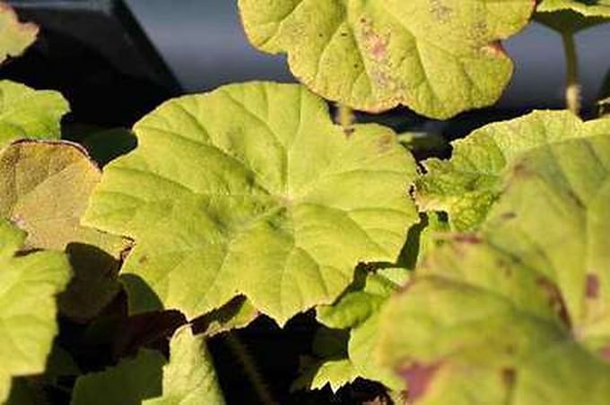 6x Tafelblad - Astilboides tabularis (rodgersia tabularis) | 9x9 cm pot