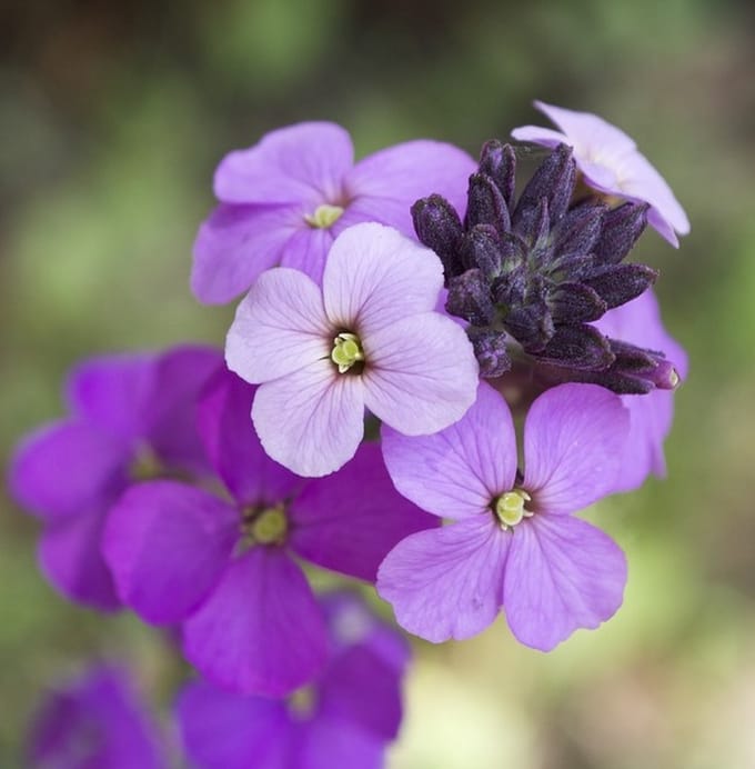 6 x Erysimum 'Bowles' Mauve' - Steenraket pot 9x9cm