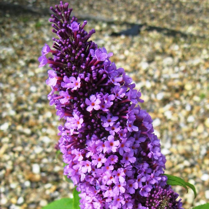 Vlinderstruik - Buddleja davidii 'Peacock' 40-60 cm