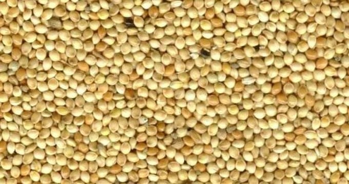 Wielink Geel millet 20KG