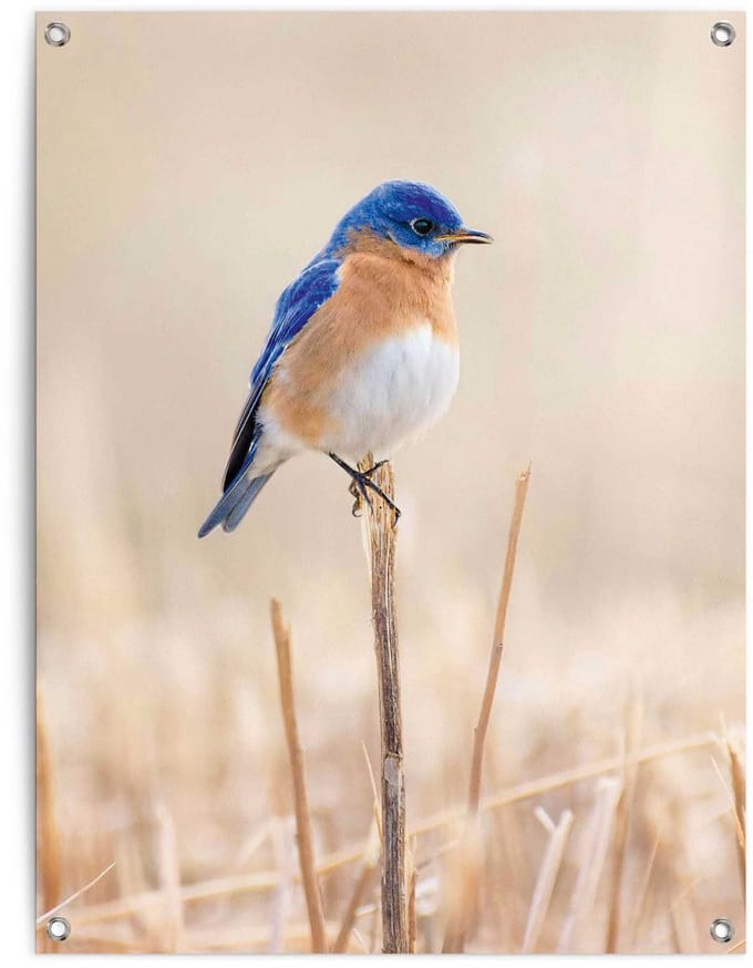 Tuinposter Blauw vogeltje - 80 x 60 - Canvas - REINDERS