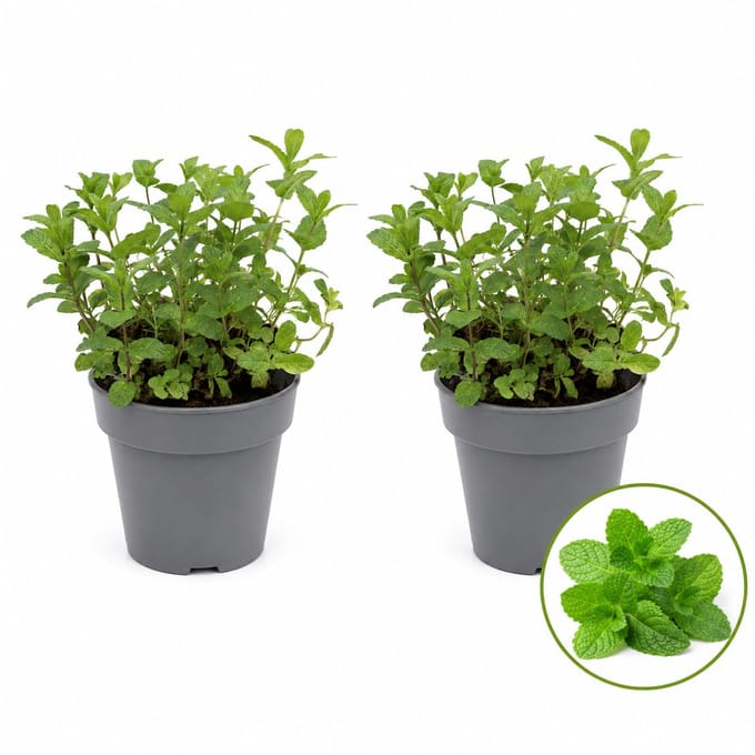 Tuin de Bruijn Marokkaanse Munt - 2 Kruidenplanten - Mentha spicata