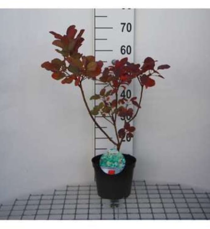 2 x Cotinus cogg. 'Old Fashioned'® - Pruikenboom 40- 60 cm in pot