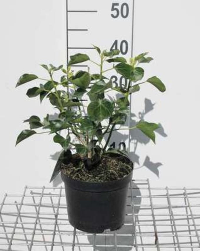 Hedera helix 'Arborescens' - Struikklimop 30 - 40 cm in pot