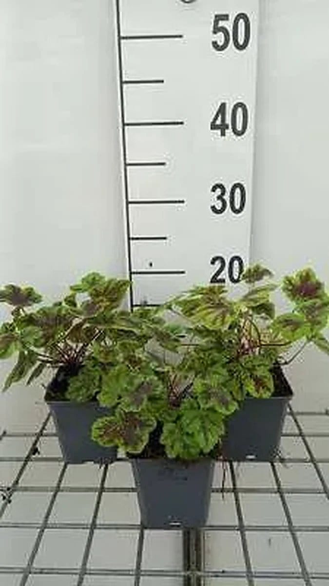 6x Schuimklokje - Heucherella hybr. 'Solar Power' | 9x9 cm pot
