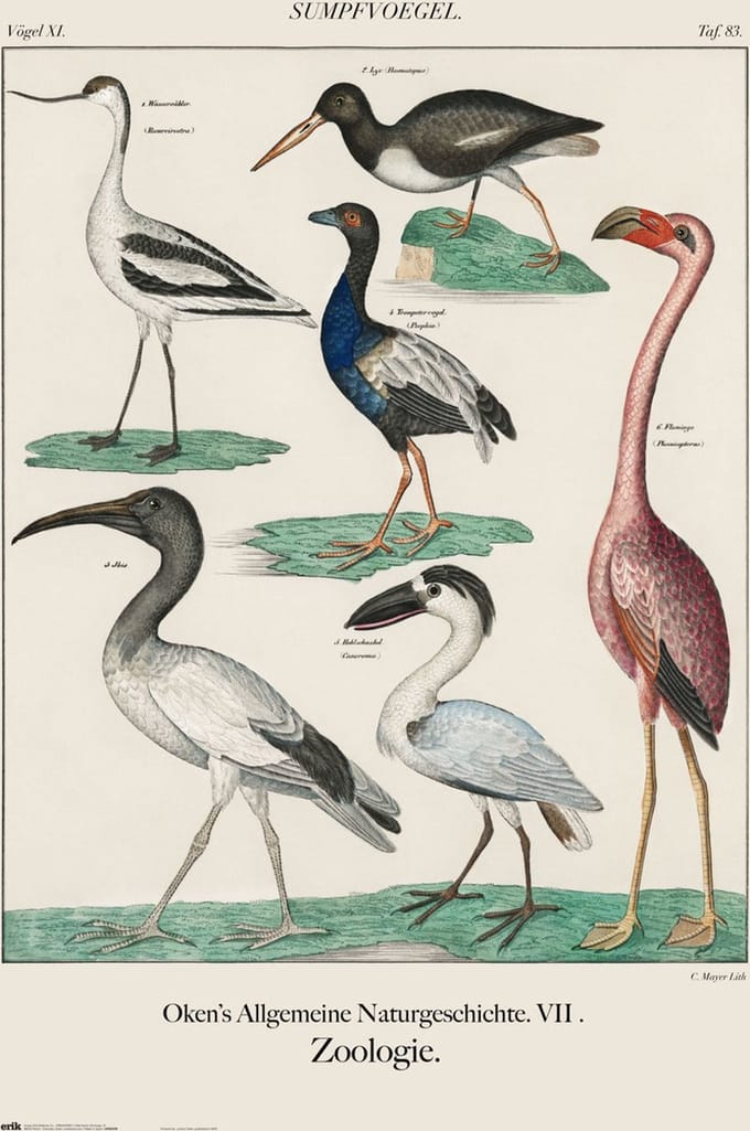 Poster Vintage Birds 61x91,5cm