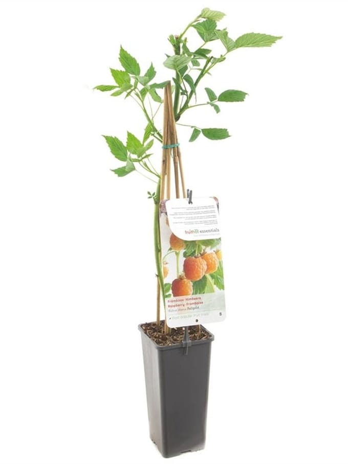 Gele Framboos Fallgold – Herfstframboos – Rubus idaeus – Zoete Frambozen