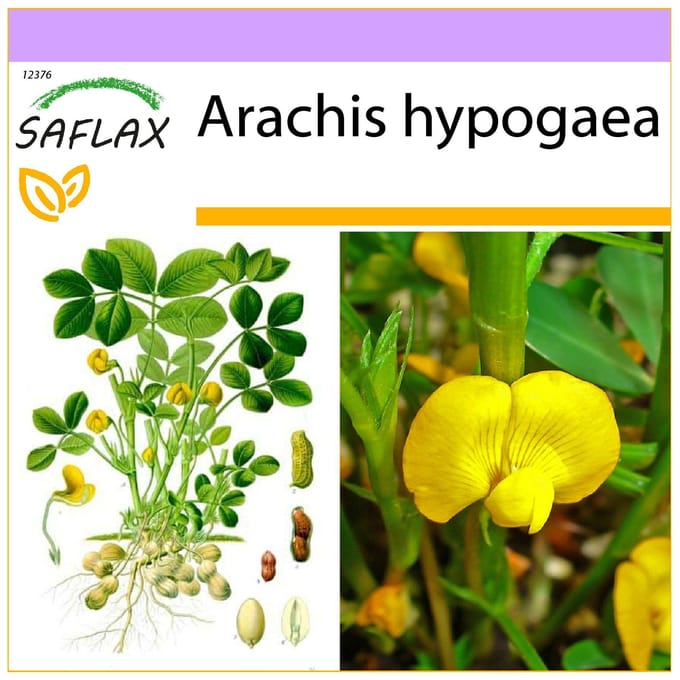 SAFLAX - Pindaplant - 8 zaden - Arachis hypogaea