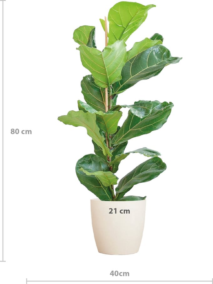 Ficus Lyrata met Viber pot wit - 80cm - Ø21