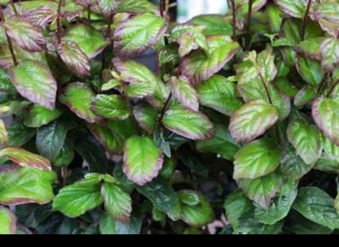 Parrotia persica 'Persian Spire'® - Perzisch Ijzerhout 40- 60 cm in pot