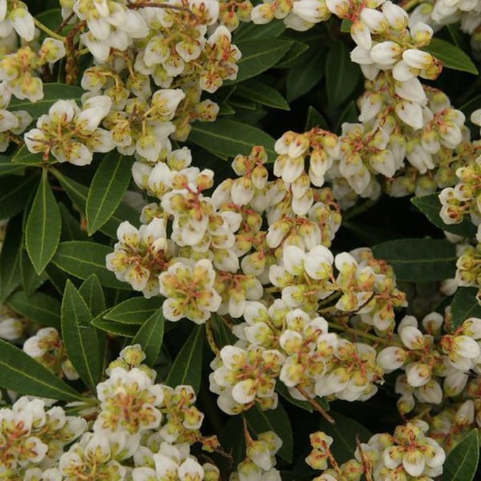 Pieris Japonica 'Sarabande' - Rotsheide 20-30 cm pot
