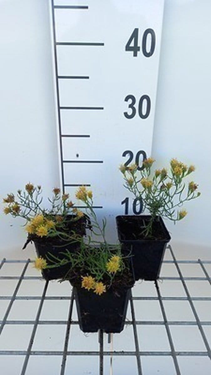 6x Aster - Aster linosyris | 9x9 cm pot