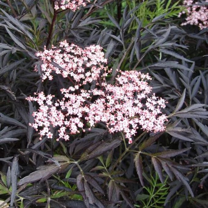 Sambucus Nigra Black Lace ('Eva') - Rode peterselievlier 40-50 cm pot